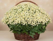 Композиция Поле нежности #REPLACE_PRED# Алфиомво Цветочная композиция из Ромашки в корзине #REPLACE_PRED# Алфиомво